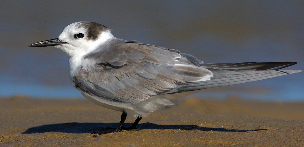 Old Bar rare Alaskan Tern sighting featured in Australian Geographic